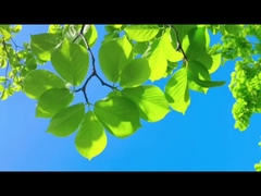 Как отцы, Фарли охраняет с надежностью — чистый воздух для семьи и планеты.